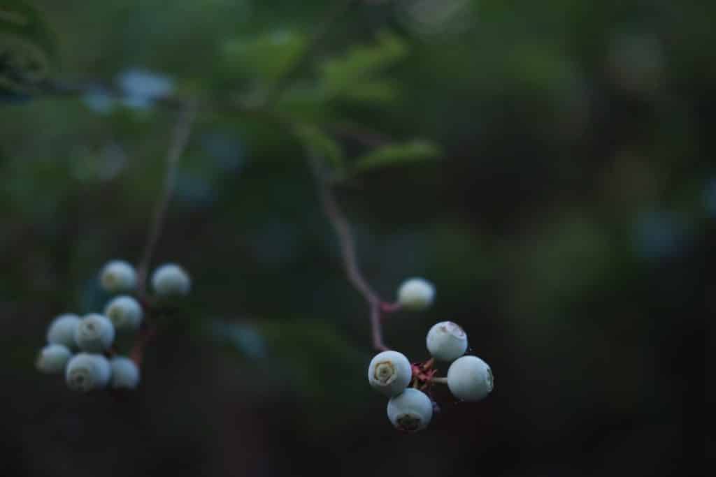 Bogey Creek Preserve North Florida Land Trust