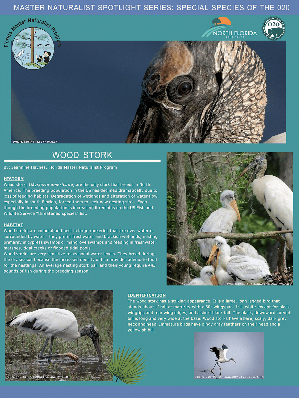 O2O Species Spotlight Series: Wood Stork